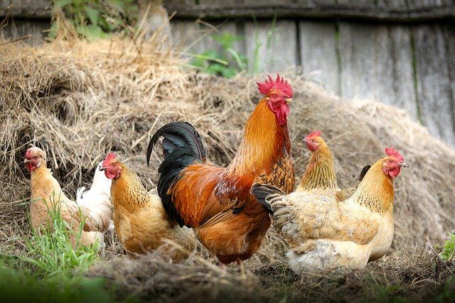 Россельхознадзор запретил ввозить птицу и яйца из трёх регионов Чехии | Безопасность | Общество | Аргументы и Факты