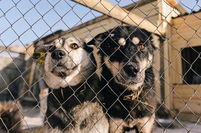 В Приангарье власти готовы тратить деньги на приюты для бродячих собак
