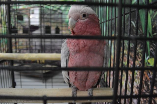На трассе М-4 забрали 19 редких попугаев у водителя, ехавшего на Кубань