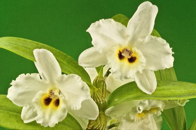 В Петербурге к 8 марта вывели новый сорт орхидей