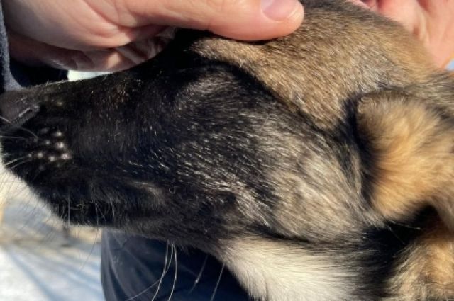 В Пскове спасли оставленного на несколько дней в машине щенка