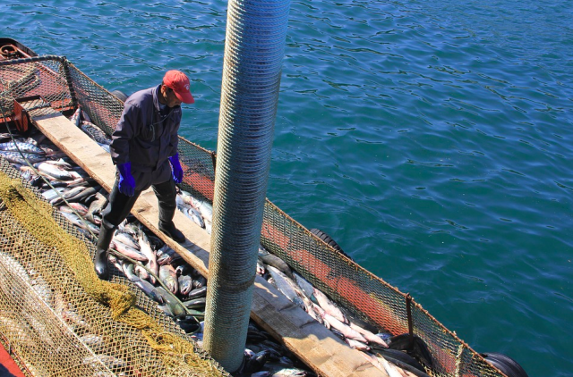 Власти Камчатки помогут рыбохозяйственной отрасли