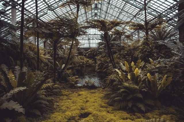 В Ботаническом саду Петербурга зацвели китайские глицинии