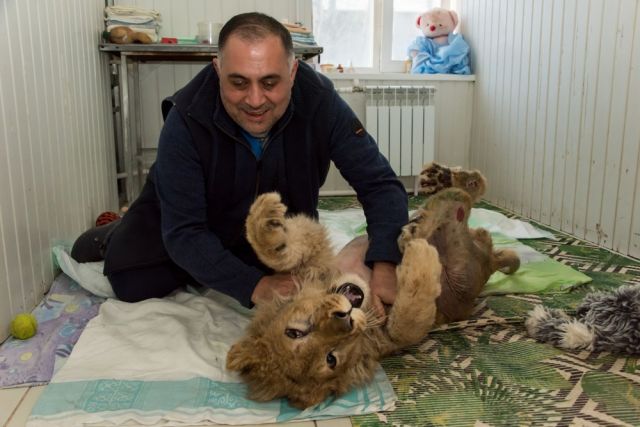 Карену Даллакяну вручат международную премию за спасение льва Симбы