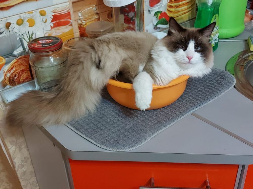 Зигги