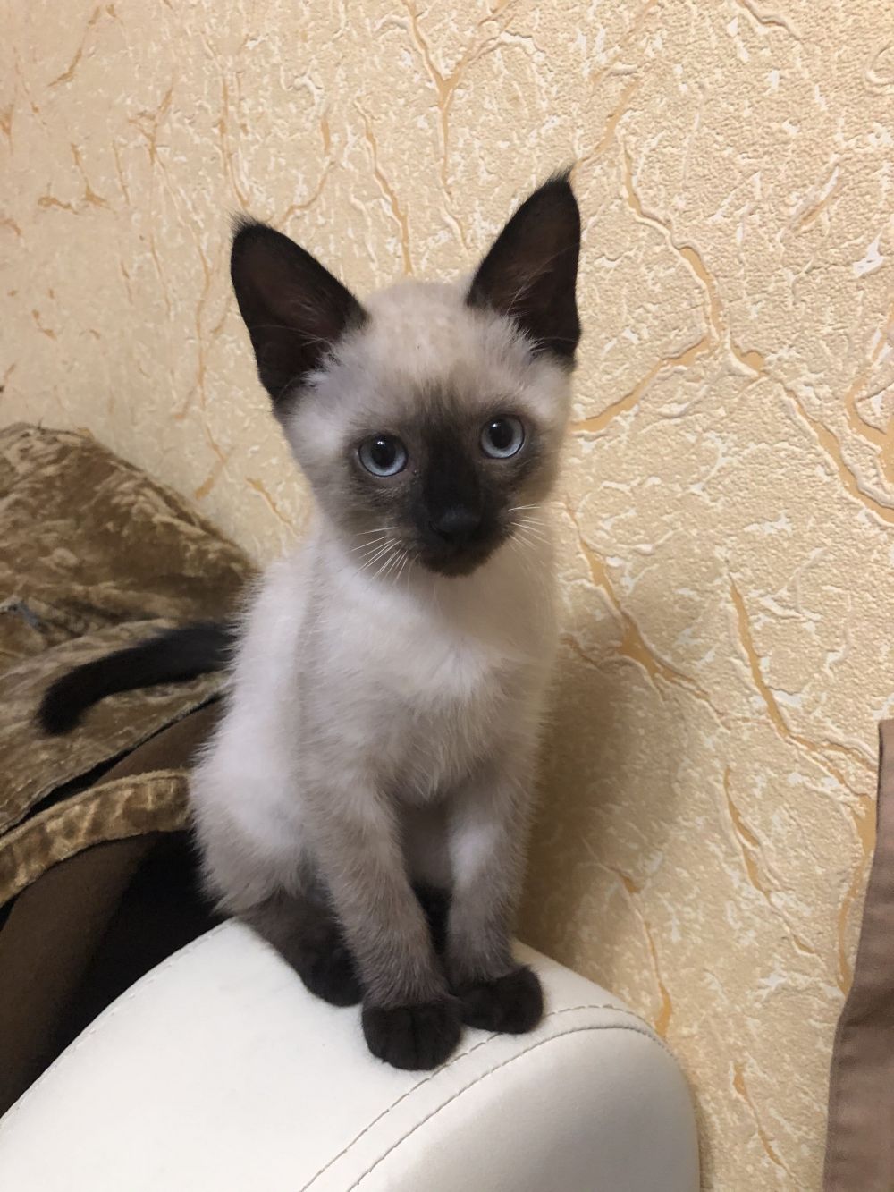 Арсений