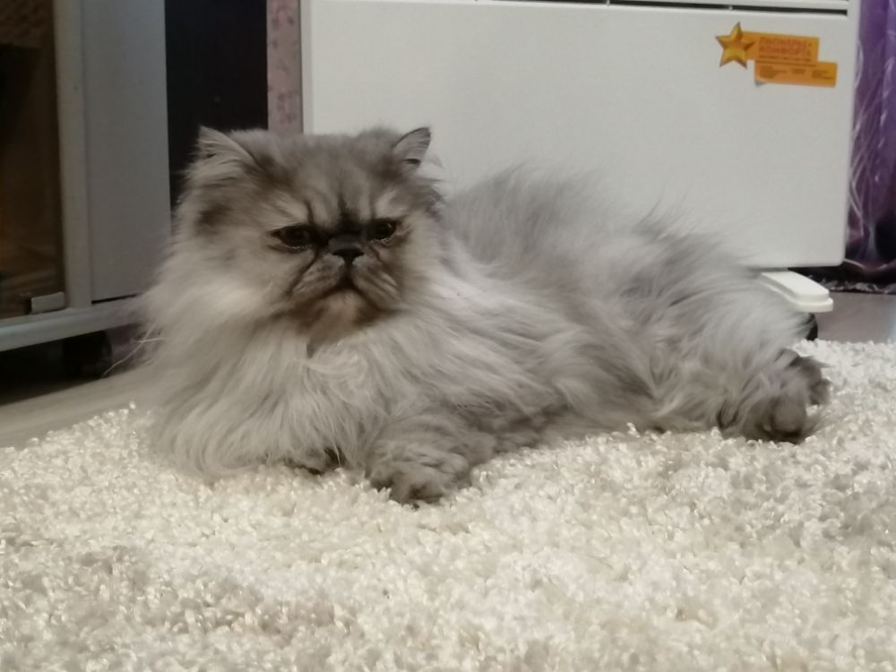 Кот Натальи Орешкиной