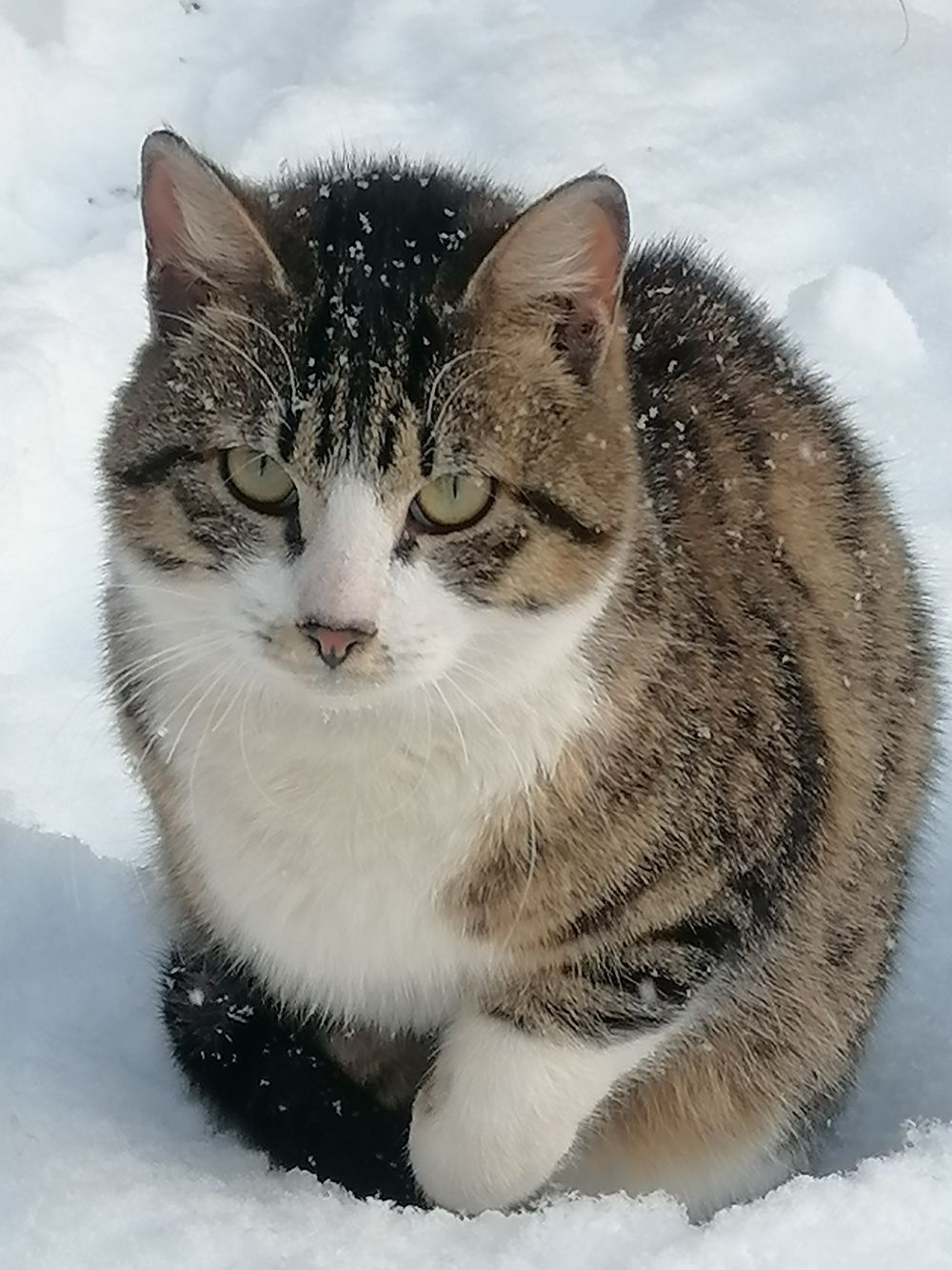 Вася Котеночкин