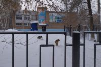 Материалы проверки по вопросу бродячих собак в Оренбурге направлены в региональный Следственный комитет.