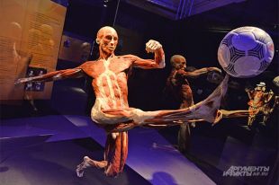 Мертвецы в витринах. В Москве открылась необычная анатомическая выставка