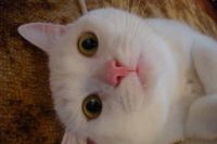 Пользователи портала Сиб.фм определили победителя второй недели конкурса «Главный котик Новосибирска. Им стал семилетний кот Умка. 