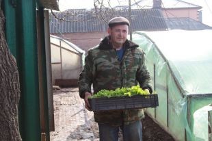 Земледельцы Батайска просят чиновников обеспечить их навозом.