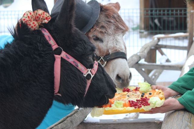Сотрудники нижегородского зоопарка накормили животных блинами на Масленицу