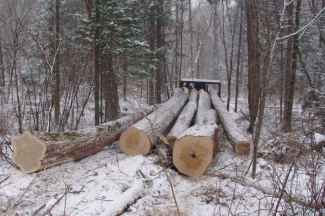В Ульяновской области дерево насмерть придавило лесоруба