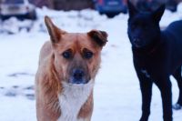Животные умирали на глазах у детей: в поселке под Оренбургом неизвестные массово начали травить собак.