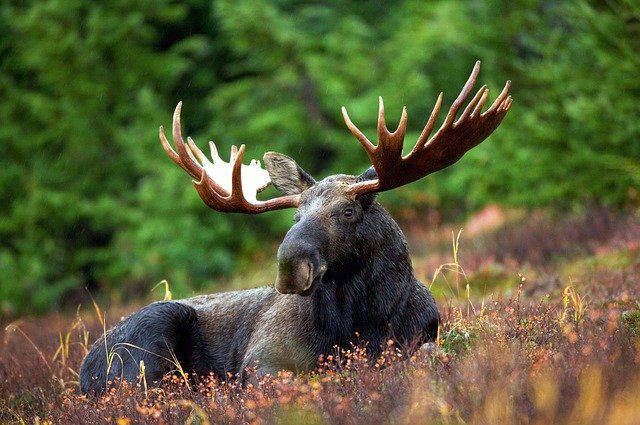 Чем питается лось в лесу? | Природа | Общество | Аргументы и Факты
