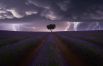 Juan López Ruiz (Испания). Фотография грозы на лавандовом поле. Запечатлен момент, когда молния ударяет в цветущее лавандовое поле с одиноким деревом в центре на фоне сумеречного вечернего неба. Снято в провинции Гвадалахара, Испания.