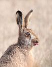 Cristo Pihlamäe (Эстония). Забавное изображение зайца, смотрящего в поле с высунутым языком.