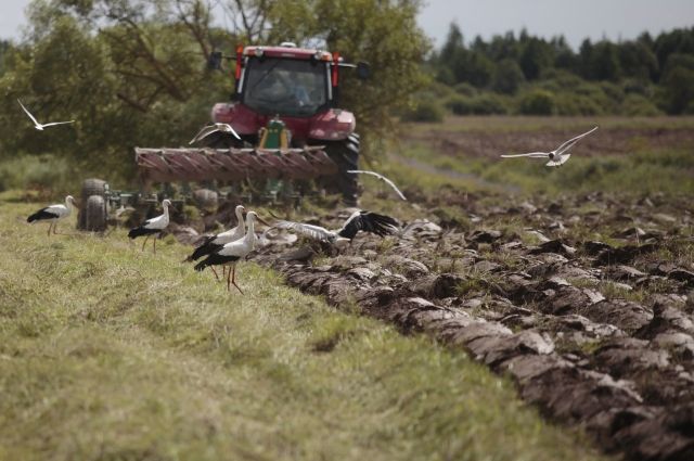 Псковские фермеры просят вернуть им субсидии на мелиорацию и расчистку десятилетиями пустовавших земель.