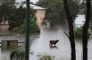 Животные, разбежавшиеся во время наводнения.