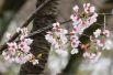 Сакура цветет всего 7-10 дей, потом лепестки опадают.