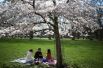 У японцев считается добрым знаком устроить пикник у цветущей сакуры.