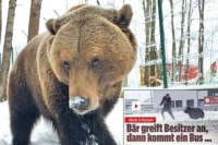 Молодая медведица Машон сбежала из вольера гостиницы «Европа» 