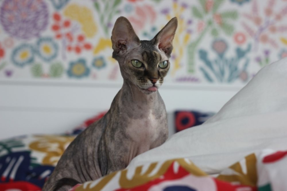 "котопес" Фрося