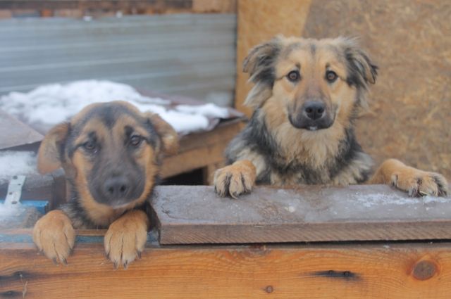 На строительство приюта для бездомных животных в Оренбурге выделят 3,6 млн рублей.
