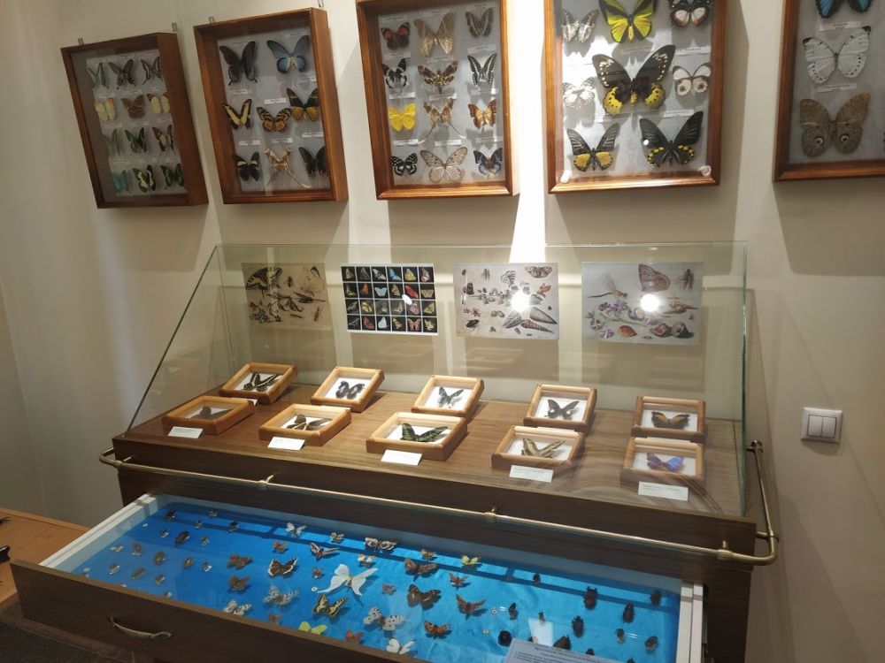 Коллекция экзотических бабочек.
