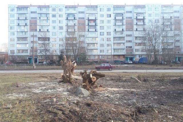 Деревья на улице Кузбасской Дивизии в Пскове спилили для замены сетей