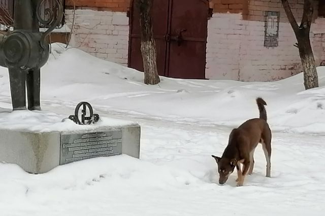 Оренбуржцы сомневаются, что 3,6 млн руб решат проблему с бродячими собаками