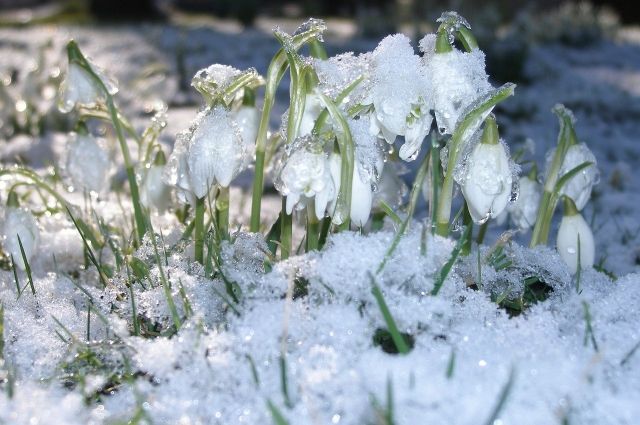Апрель в Псковской области начнётся с похолодания