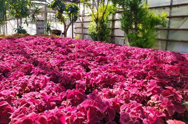 Для украшения Самары в этом году планируется высадить более 1, 5 млн цветов