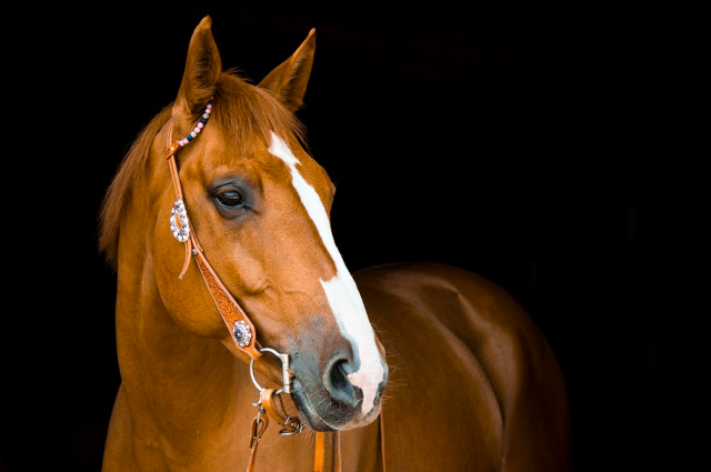 Полицейские Адыгеи нашли всадника, заехавшего в магазин на лошади