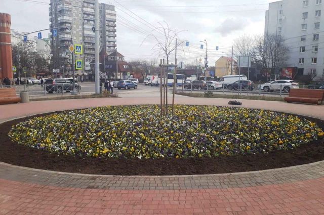 В Калининграде начали высаживать цветы