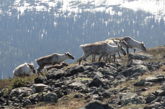 За последние 20 лет популяция северного оленя сократилась на треть.