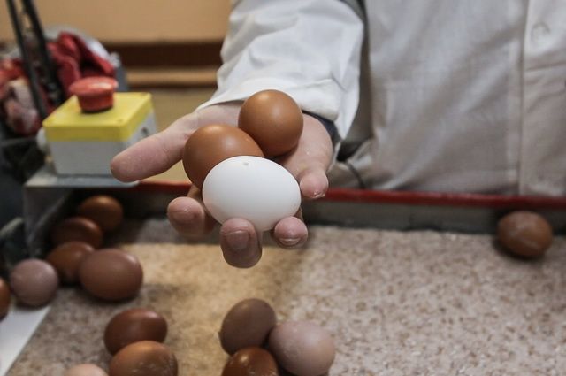 Жителям Камчатки пообещали удержать цены на местные яйца к Пасхе
