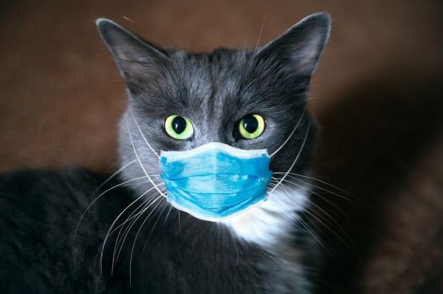 Прививка для котов. Учёные предрекают эпидемию COVID-19 у домашних животых