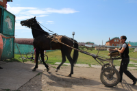 В Буинске есть ипподром, где можно покататься на пони и лошадях.