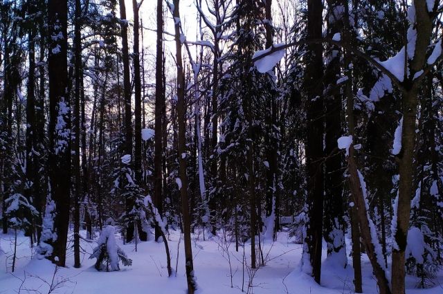 Еще 10 современных лесопатрульных комплексов поступит в Псковскую область