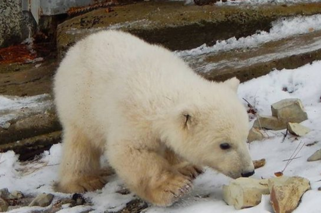 Медвежата в сафари-парке Геленджика получили имена