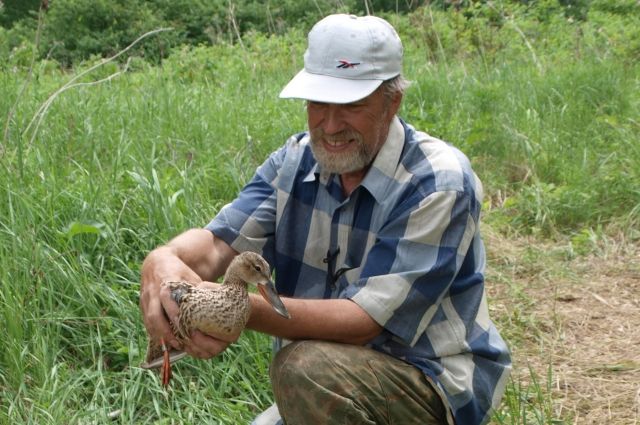 Птичку жалко. Эксперт – об опасных голубях и вымершей птице в Новосибирске
