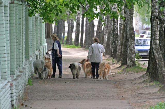 Штрафы для нерадивых хозяев животных введут в районах Псковской области