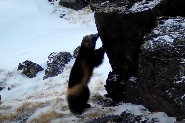 Фотоловушка национального парка на Алтае зафиксировала росомаху