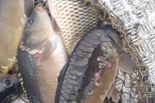 6 тонн живой рыбы из Ростовской области задержали на границе с Украиной