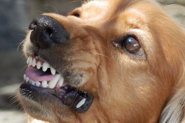 На проспекте Братьев Коростелевых в Оренбурге бродячая собака напала на женщину.