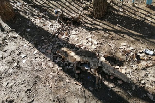 В Саратове нашли труп лисы около детского сада на Антонова
