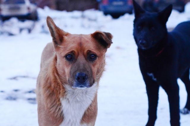 Зампред рязанского правительства высказался об эвтаназии безнадзорных собак