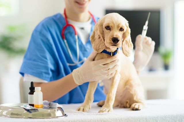 Вакцинация кошек и собак. Как часто прививать домашних животных?